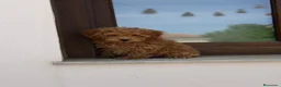 Caniche Enano perros en venta: Caniches enanos apricot  - Anuncio 1
