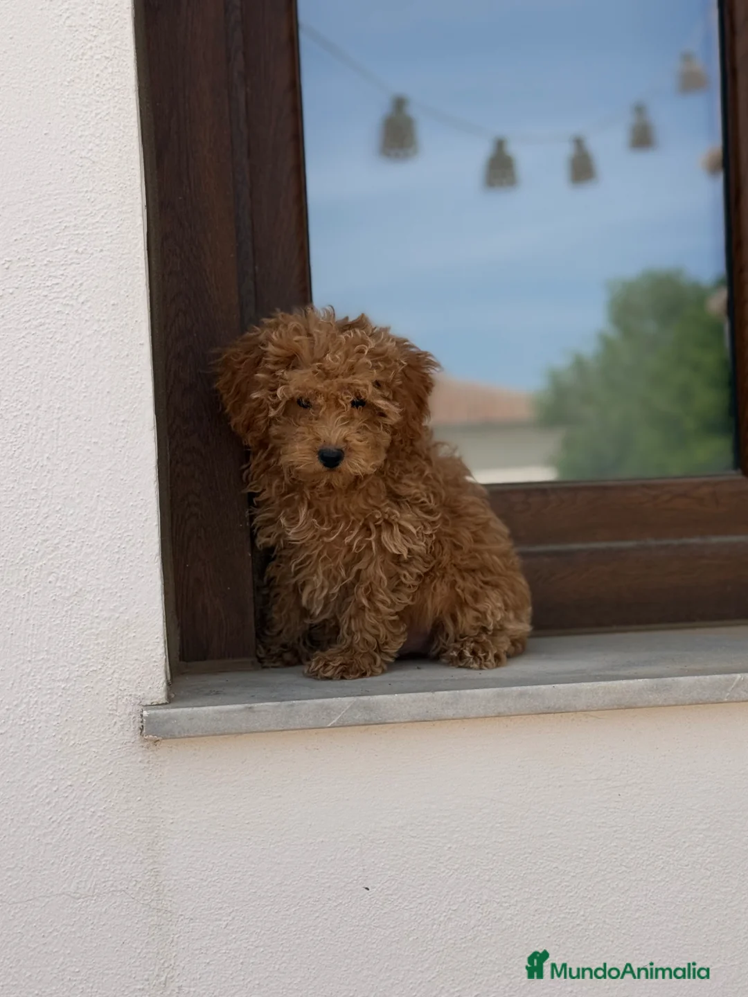 Caniche Enano perros en venta: Caniches enanos apricot  - Anuncio 1