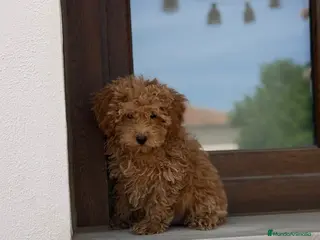 Caniche Enano perros Caniches enanos apricot - Anuncio 3