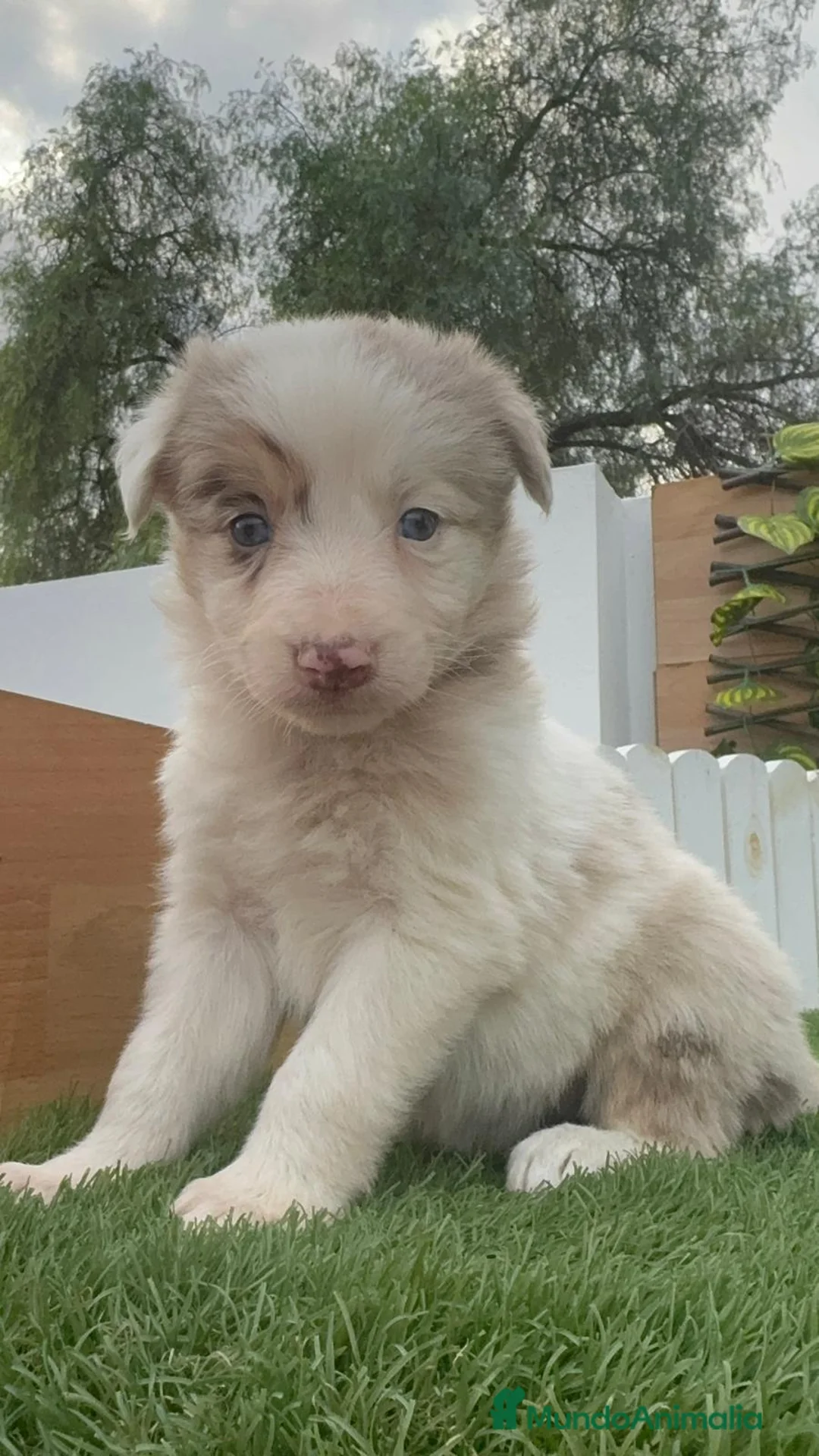 Border Collie perros en venta: BORDER COLLIE MACHO Y HEMBRA en Madrid - Anuncio 10