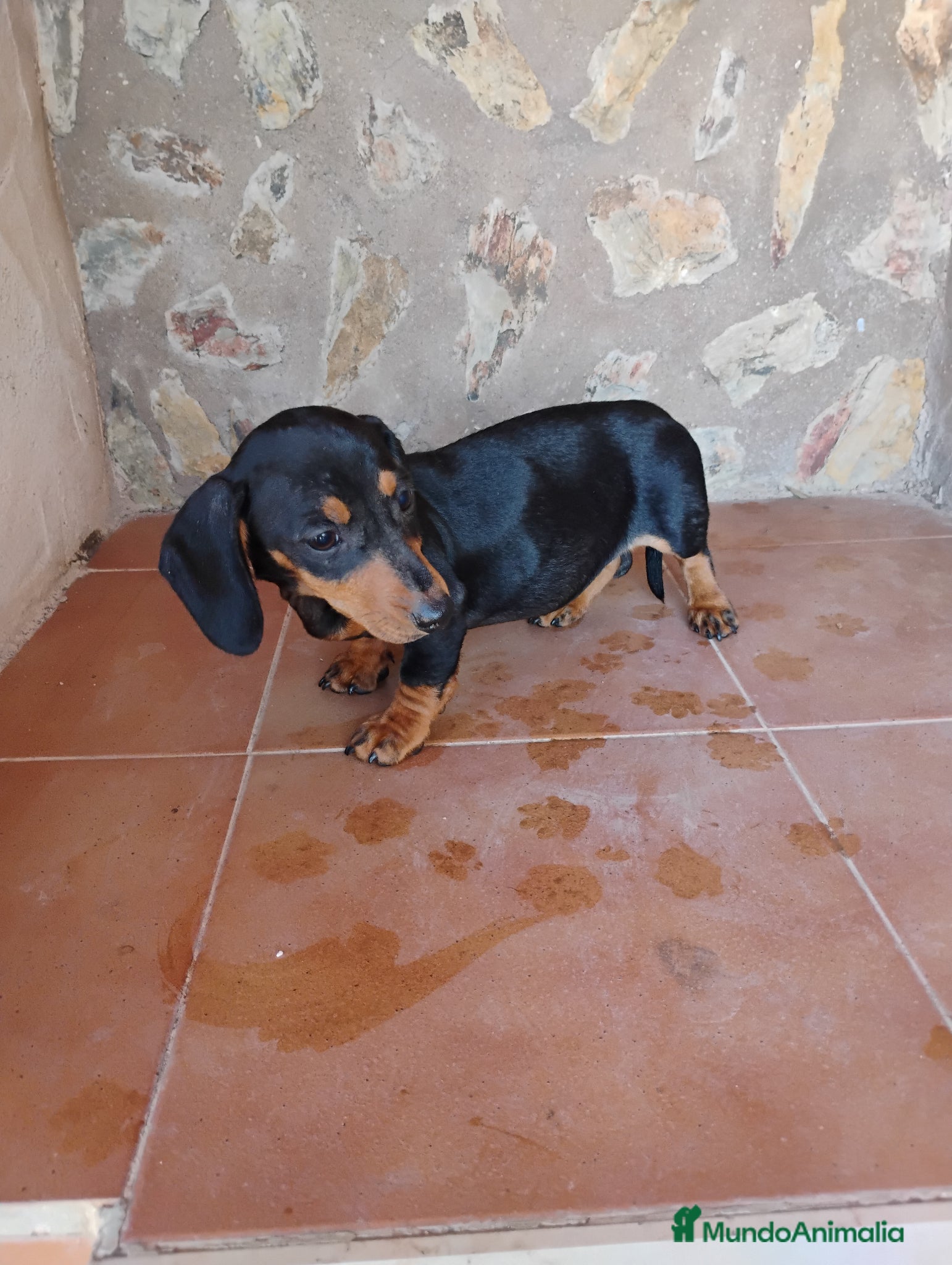 Teckel Miniatura perros Hembra teckel negro fuego miniatura  - Anuncio 1