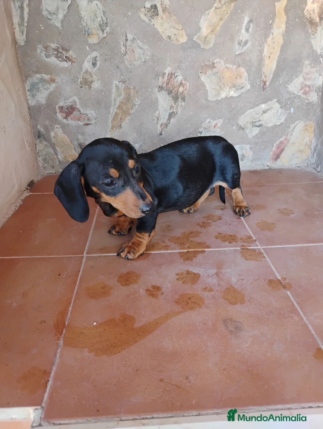 Teckel Miniatura perros en venta: Hembra teckel negro fuego miniatura  - Anuncio 1