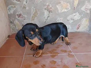 Teckel Miniatura perros Hembra teckel negro fuego miniatura - Anuncio 1