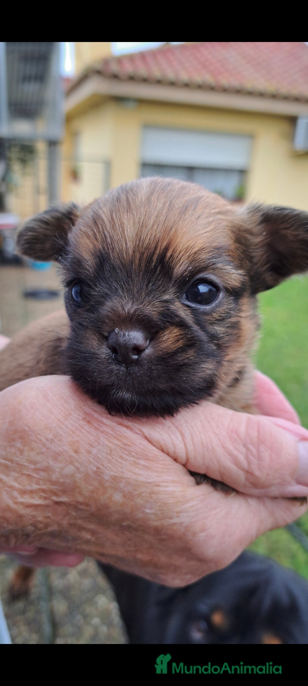 Raza Mixta perros en venta: Chiffon - Anuncio 4