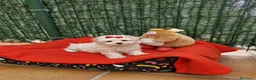 Bichón Maltés perros en venta: Bichón Maltés  en Barcelona - Anuncio 2
