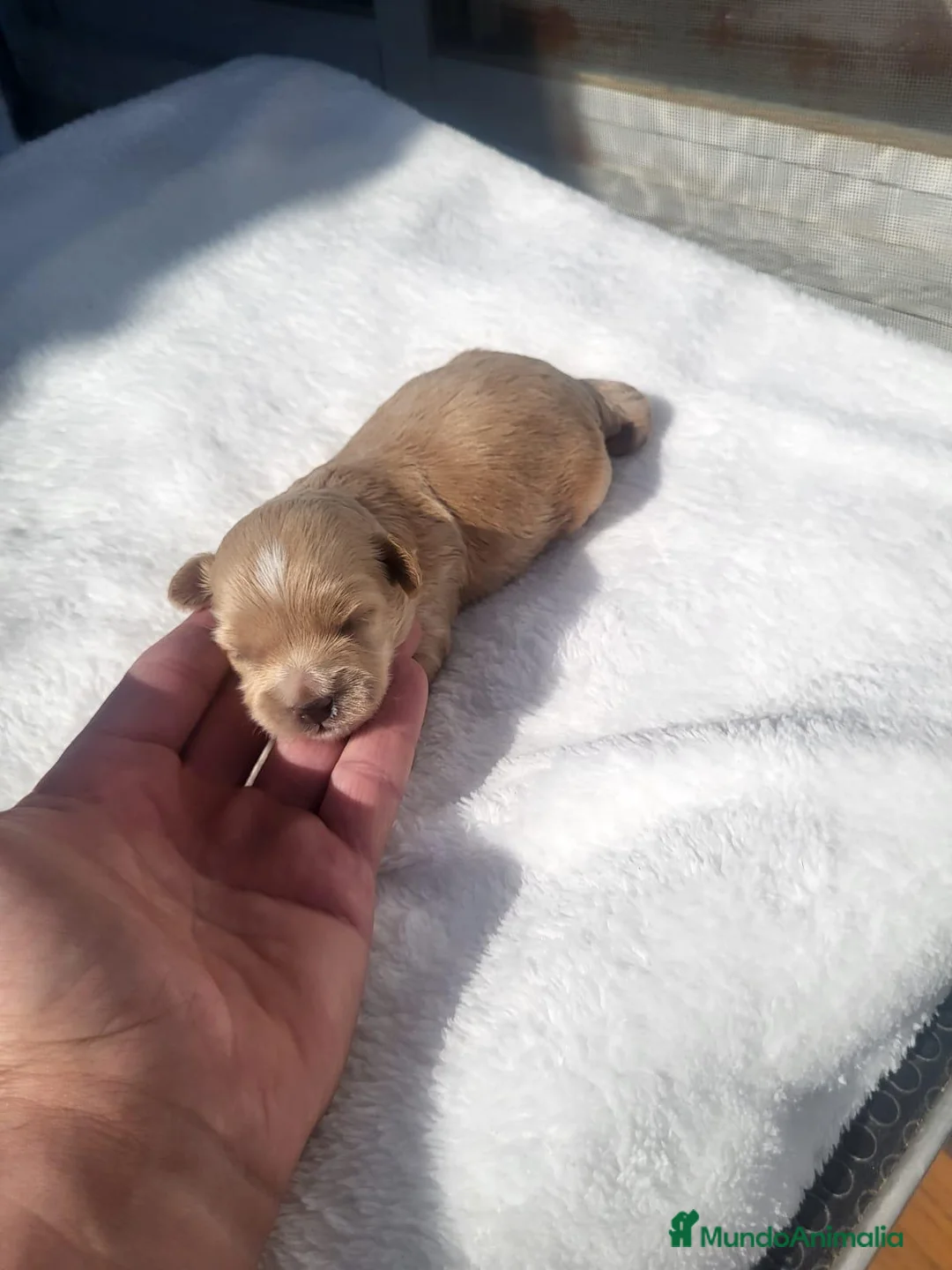 Maltipoo perros en venta: Maltipoo - Anuncio 2