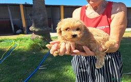 Maltipoo perros en venta: Maltipoo - Imagen 2