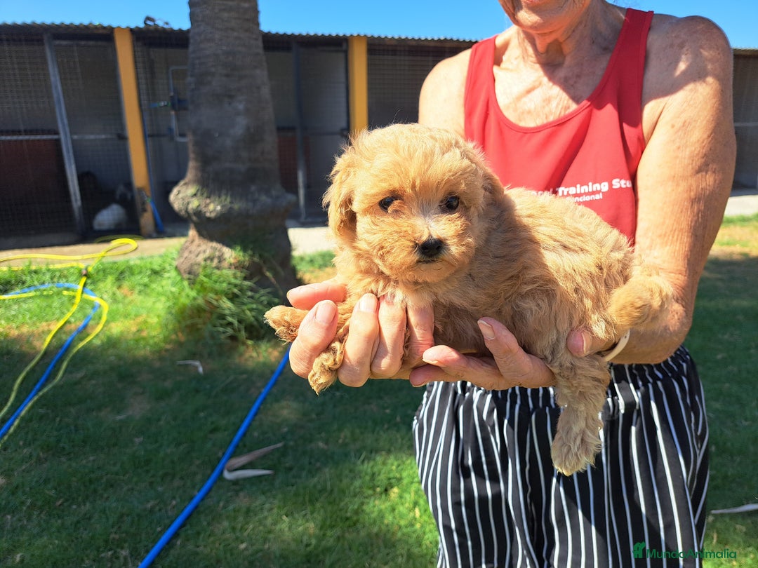 Maltipoo perros en venta: Maltipoo - Imagen 2