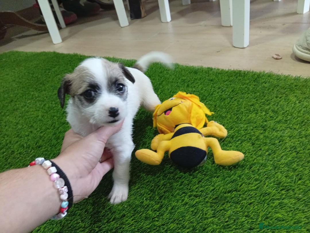 Raza Mixta perros en venta: Preciosa pareja ( leer bien ) - Imagen 1