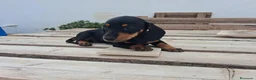 Teckel Miniatura perros en venta: Teckel Miniatura - Anuncio 12