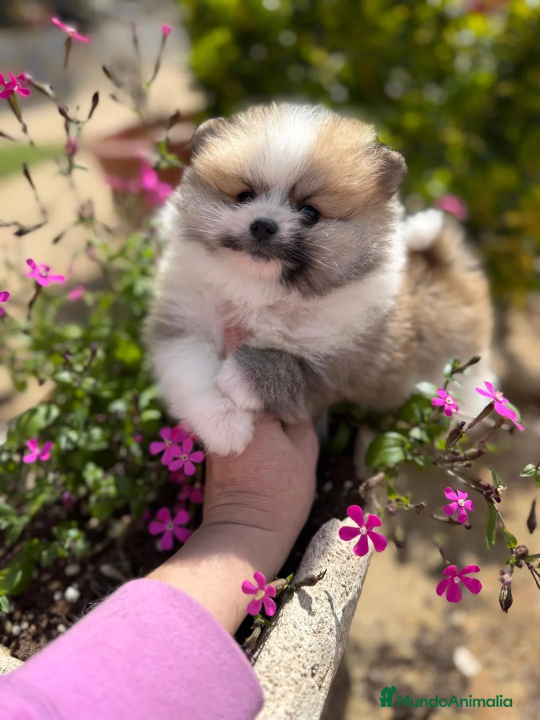 Pomerania perros en venta: Pomerania toy tricolor !!! - Anuncio 2