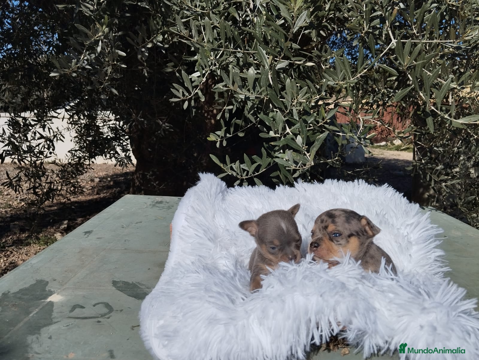 Chihuahua perros Chihuahuas toy y mini toy cabeza de manzana  - Anuncio 3