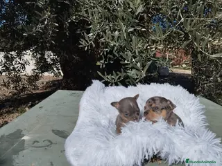 Chihuahua perros Chihuahuas toy y mini toy cabeza de manzana - Anuncio 3