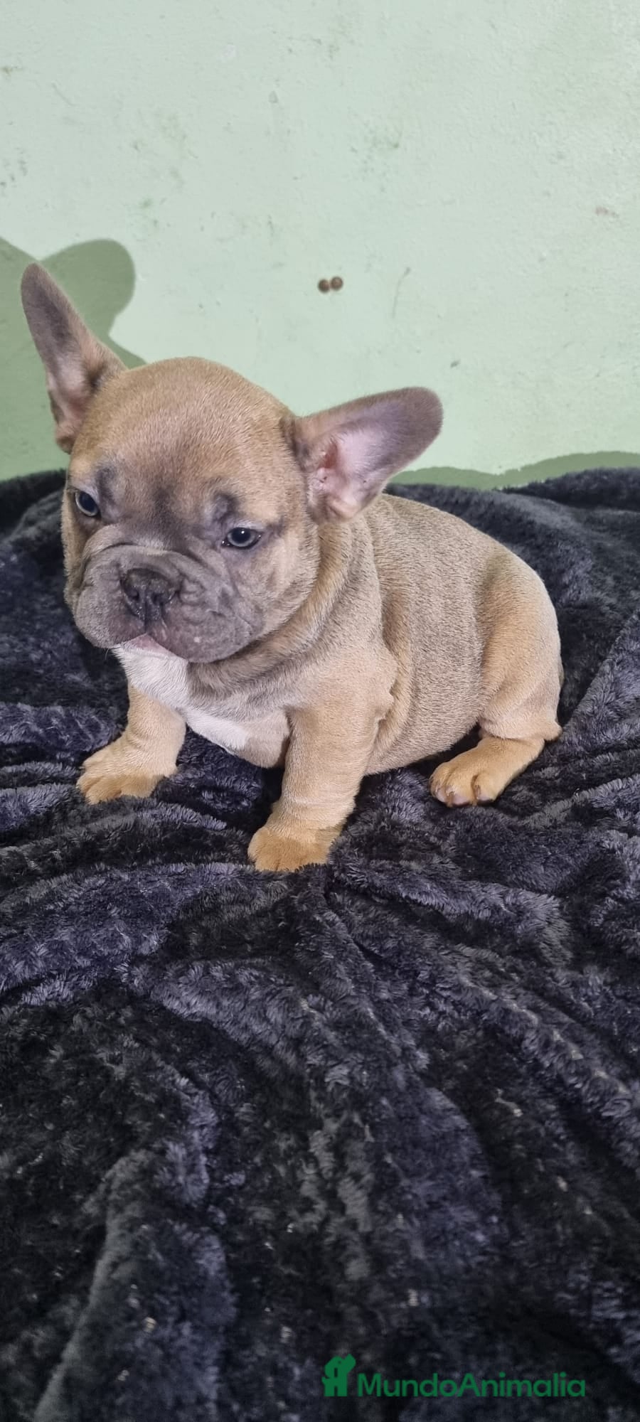 Bulldog Francés perros Bulldog francés macho ojos claros Fawn  - Anuncio 1