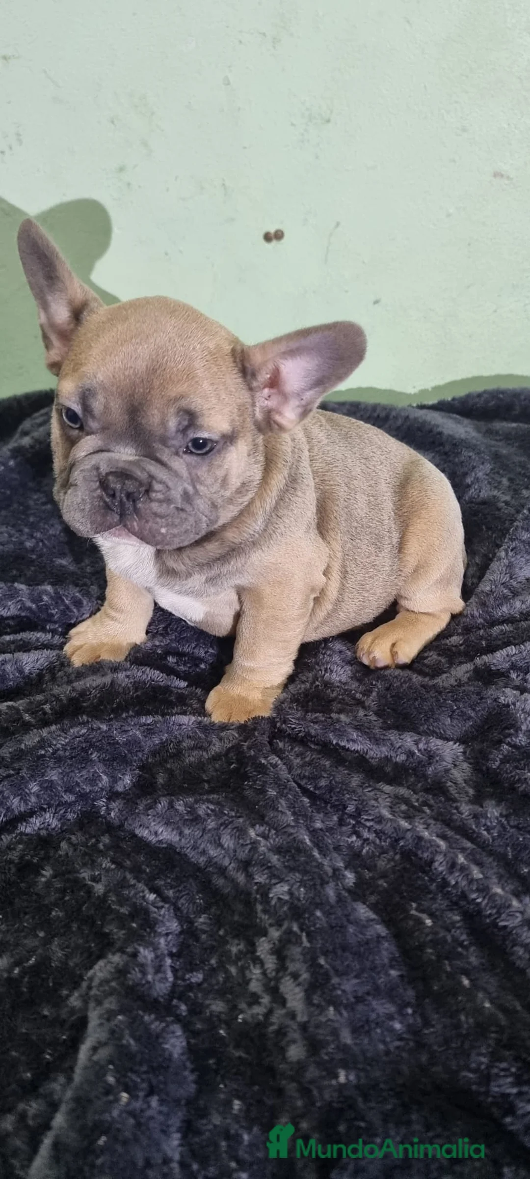 Bulldog Francés perros en venta: Bulldog francés macho ojos claros Fawn  - Anuncio 1
