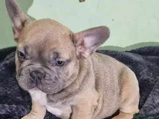 Bulldog Francés perros Bulldog francés macho ojos claros Fawn - Anuncio 1