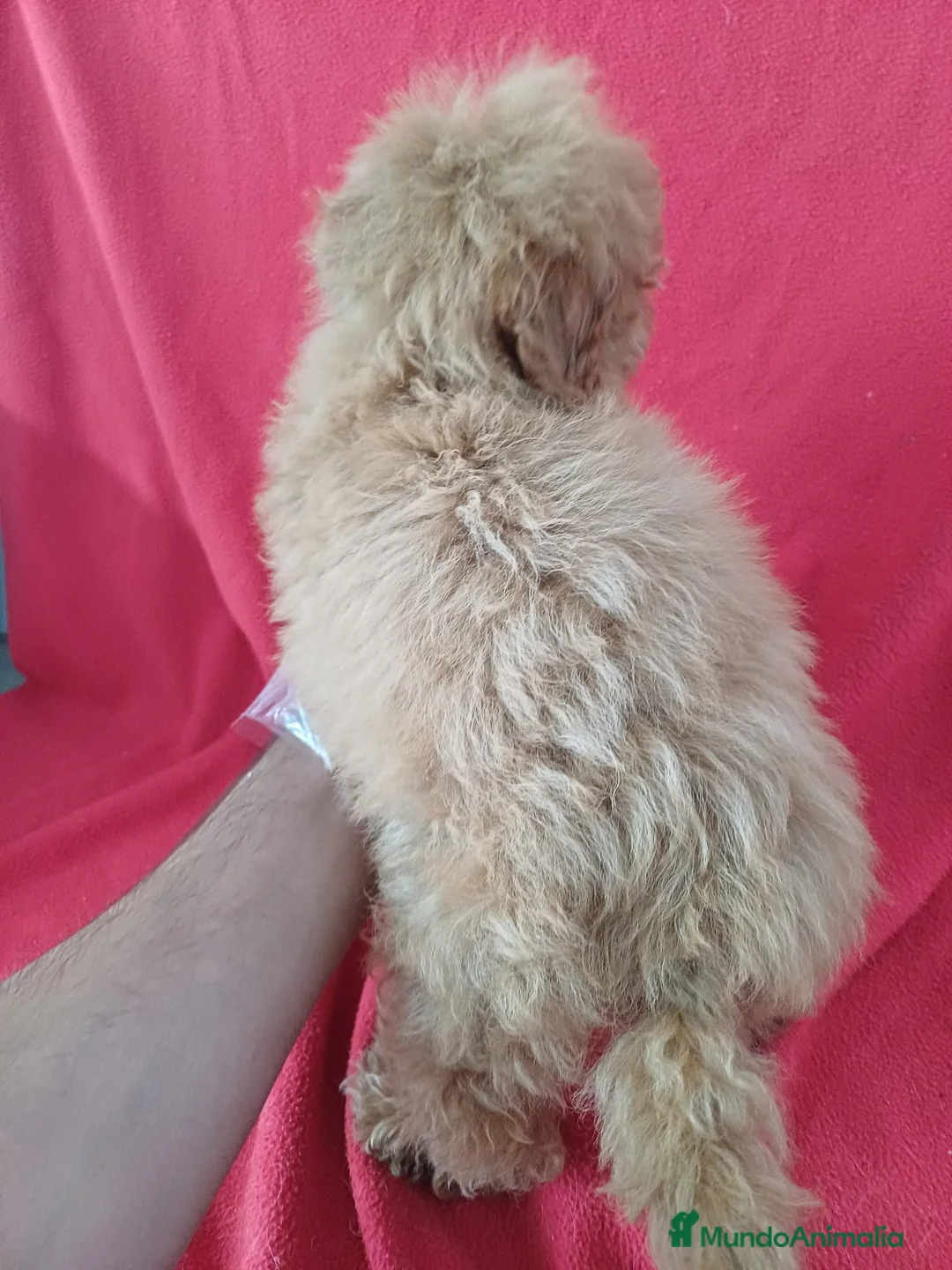 Caniche Enano perros en venta: Caniche Enano  - Anuncio 3