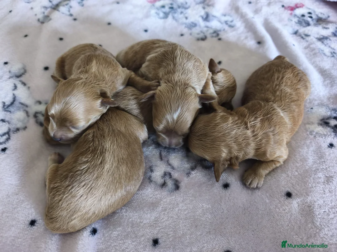 Maltipoo perros en venta: Maltipoo mini  - Anuncio 1