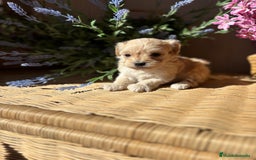 Maltipoo perros en venta: Maltipoo hembra Toy  - Imagen 6