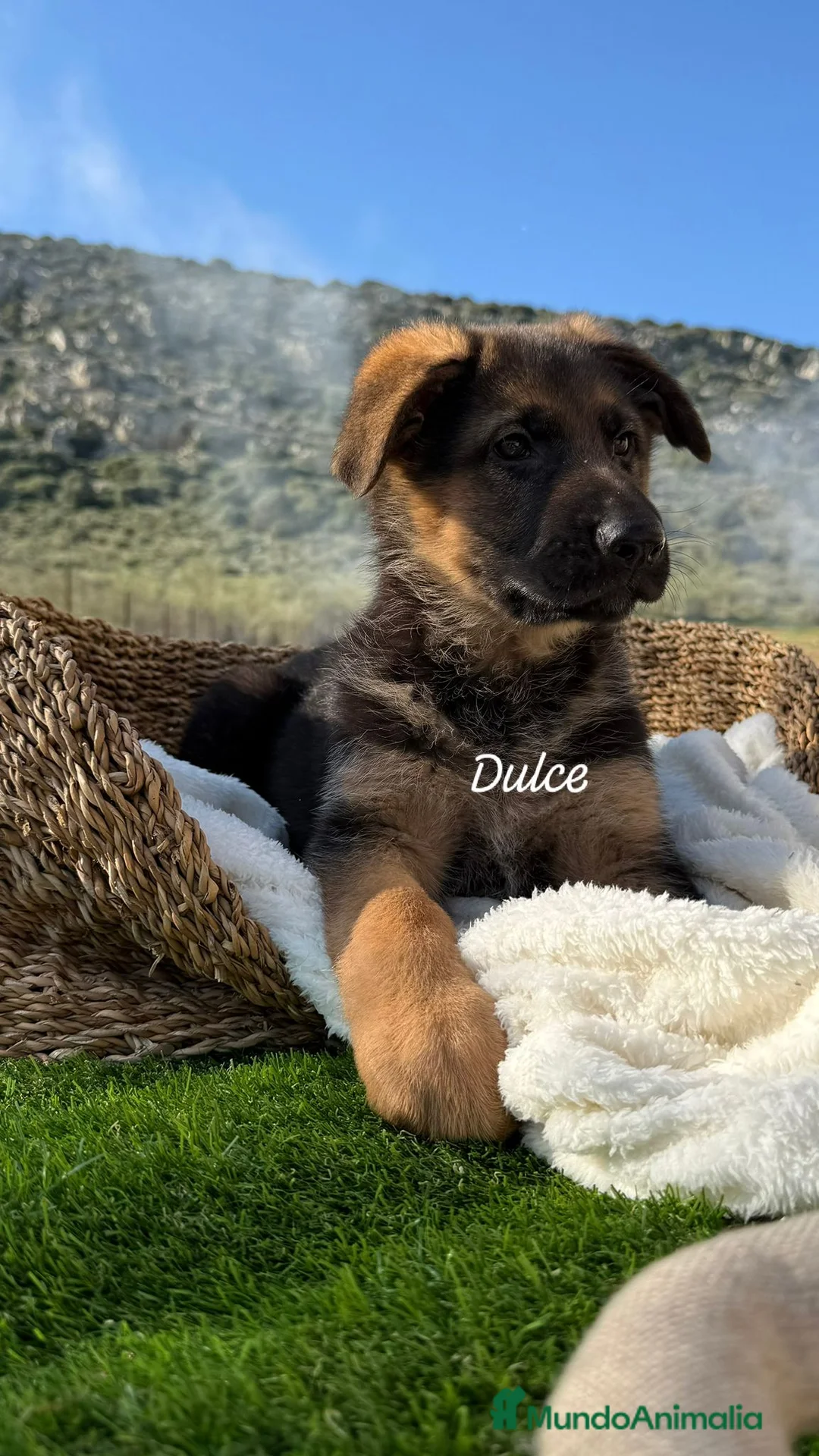 Pastor Alemán perros en venta: PASTOR ALEMAN HEMBRA - Anuncio 1