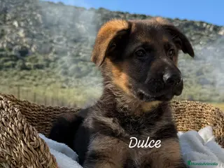 Pastor Alemán perros PASTOR ALEMAN HEMBRA - Anuncio 1