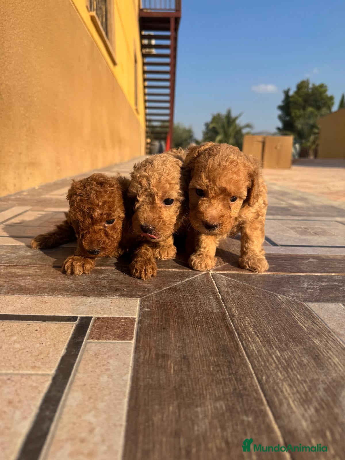 Caniche Enano perros Caniche enano - Anuncio 30