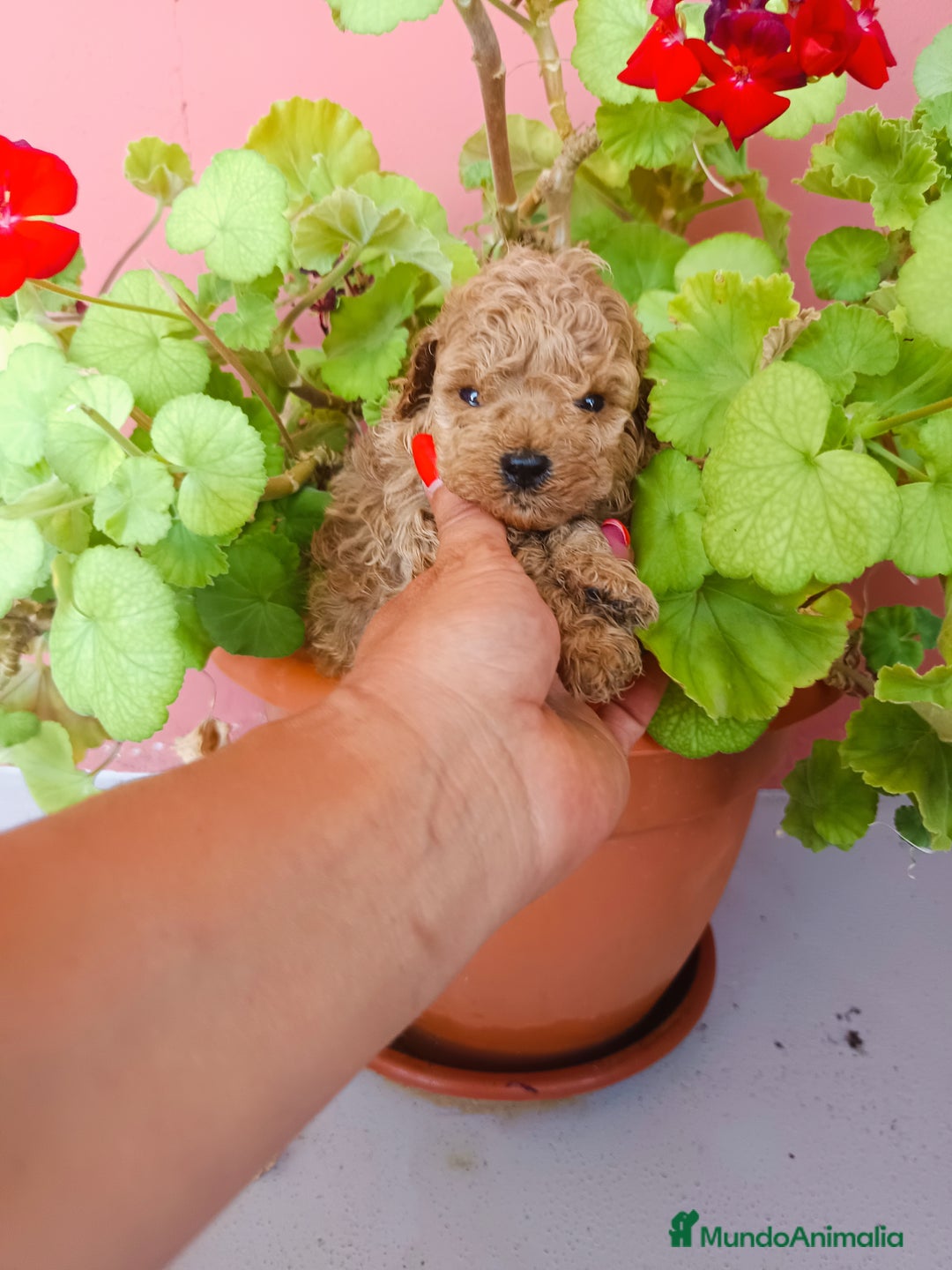 Caniche Toy perros en venta: Caniche toy apricot  - Imagen 3