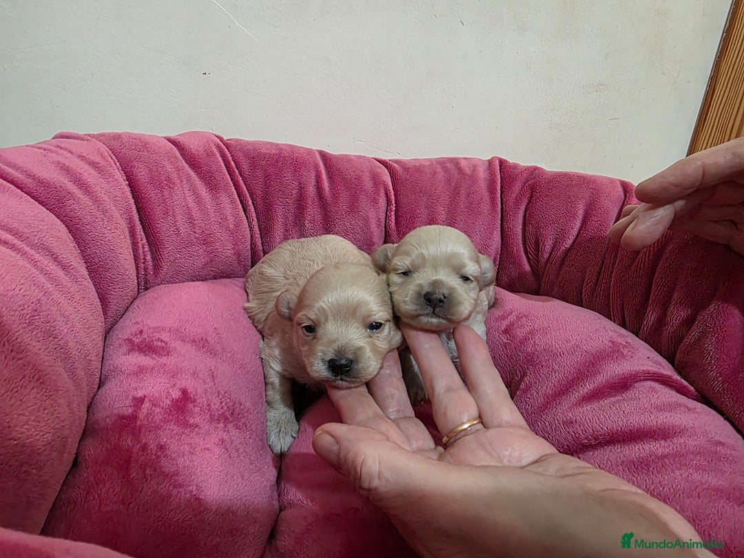 Maltipoo perros en venta: Cachorritos maltipoo - Anuncio 3