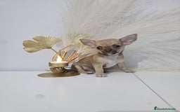 Chihuahua perros en venta: CHIHUAHUA MACHO - Imagen 2
