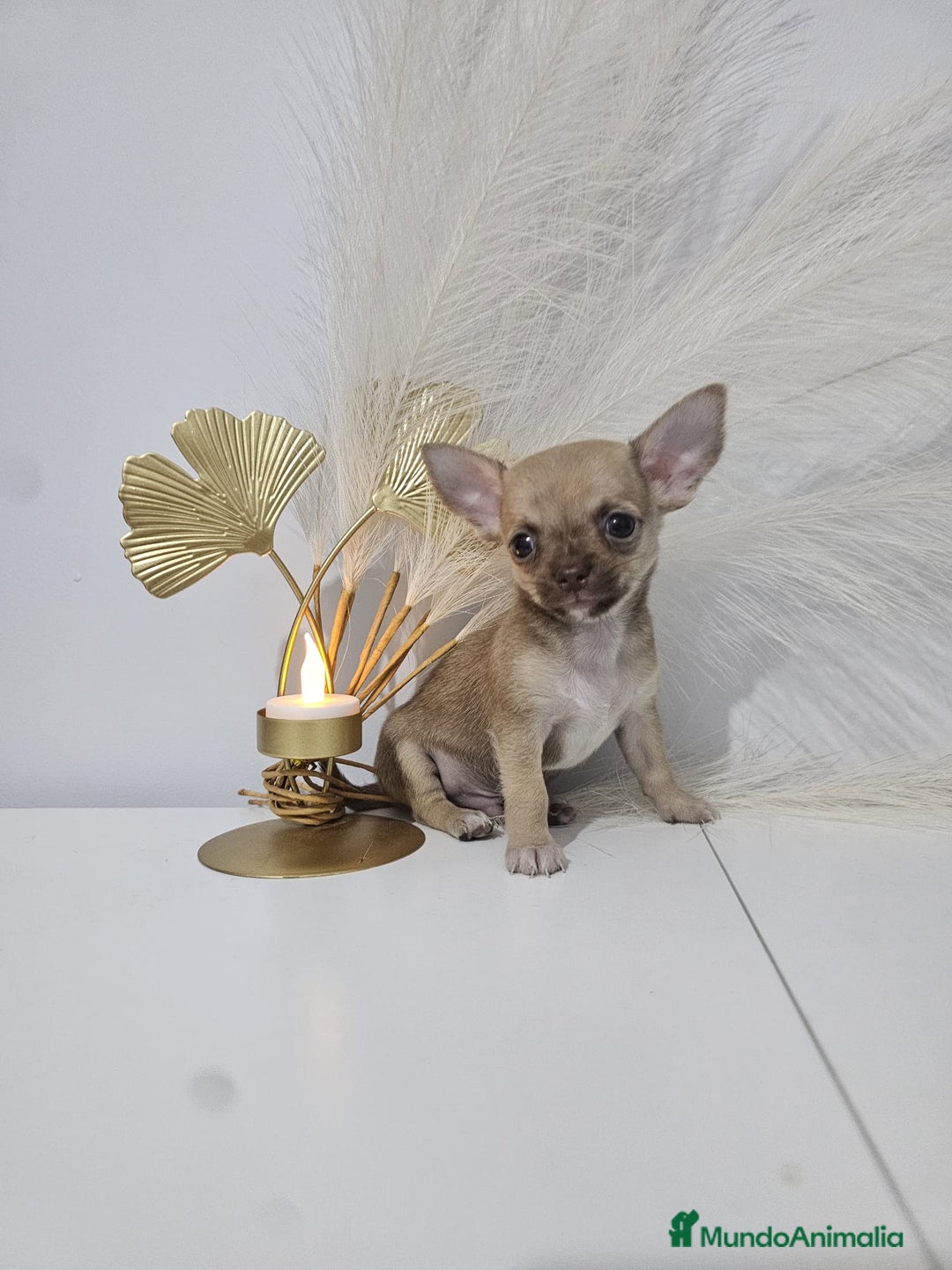 Chihuahua perros en venta: CHIHUAHUA MACHO - Imagen 2