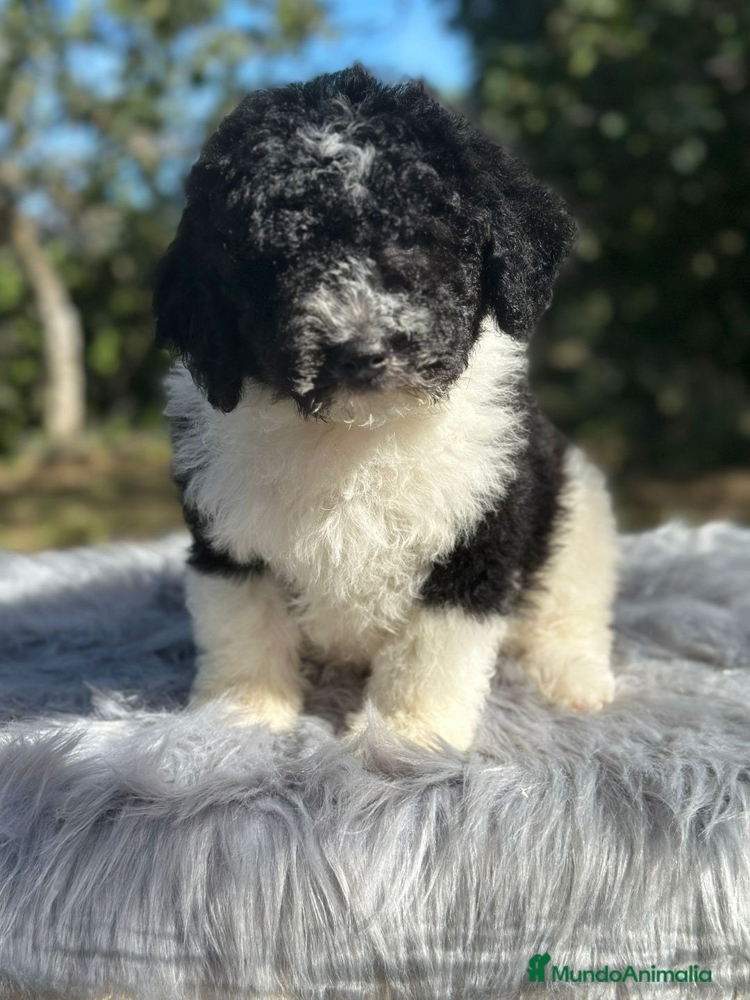 Perro de Agua Español perros en venta: Perro de agua  - Imagen 6