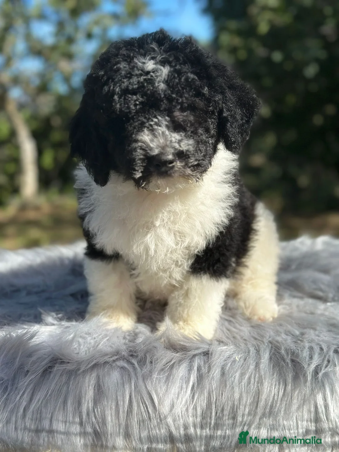 Perro de Agua Español perros en venta: Perro de agua  - Anuncio 6