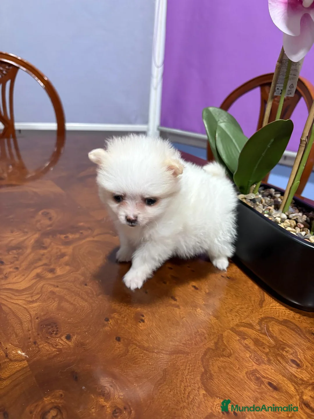 Pomerania perros en venta: Lulu de Pomerania mini toy hembra blanca naranja - Anuncio 13