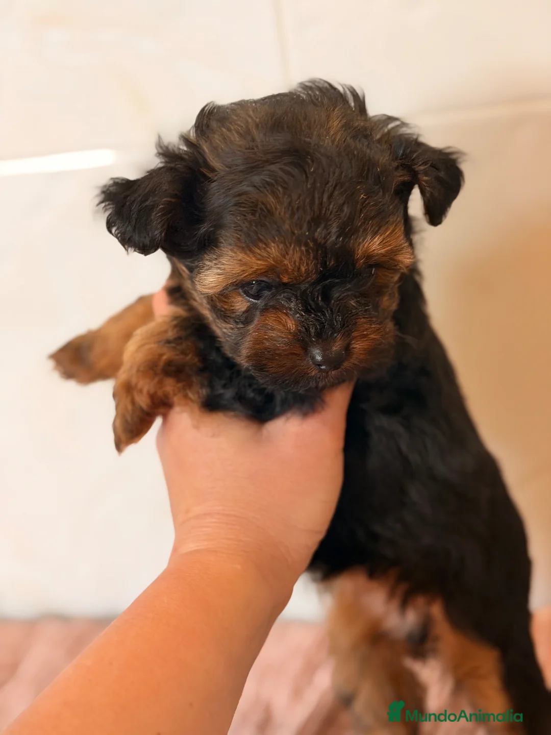 Yorkiepoo perros en venta: YORKIE-POO MINI TOY MACHO Y HEMBRA - Anuncio 10