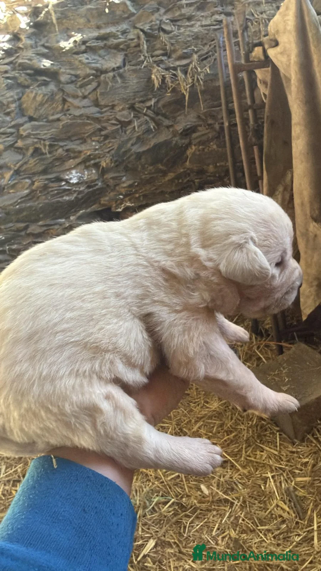 Mastín Español perros en venta: Preciosos mastines disponibles  - Anuncio 2