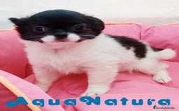 Chihuahua perros en venta: Chihuahua Hembra de Pelo Largo 6583 - AQUANATURA en Barcelona - Imagen 2