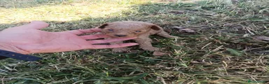 Caniche Toy Cachorro 2