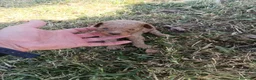 Caniche Toy perros en venta: Caniche toys machos - Anuncio 4