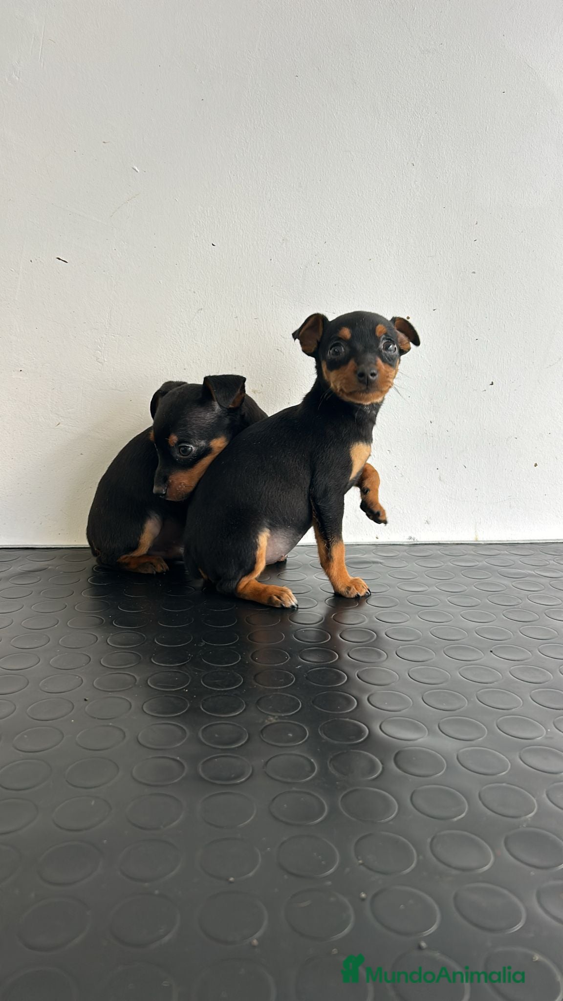 Pinscher Miniatura perros Mini pinscher  - Anuncio 2