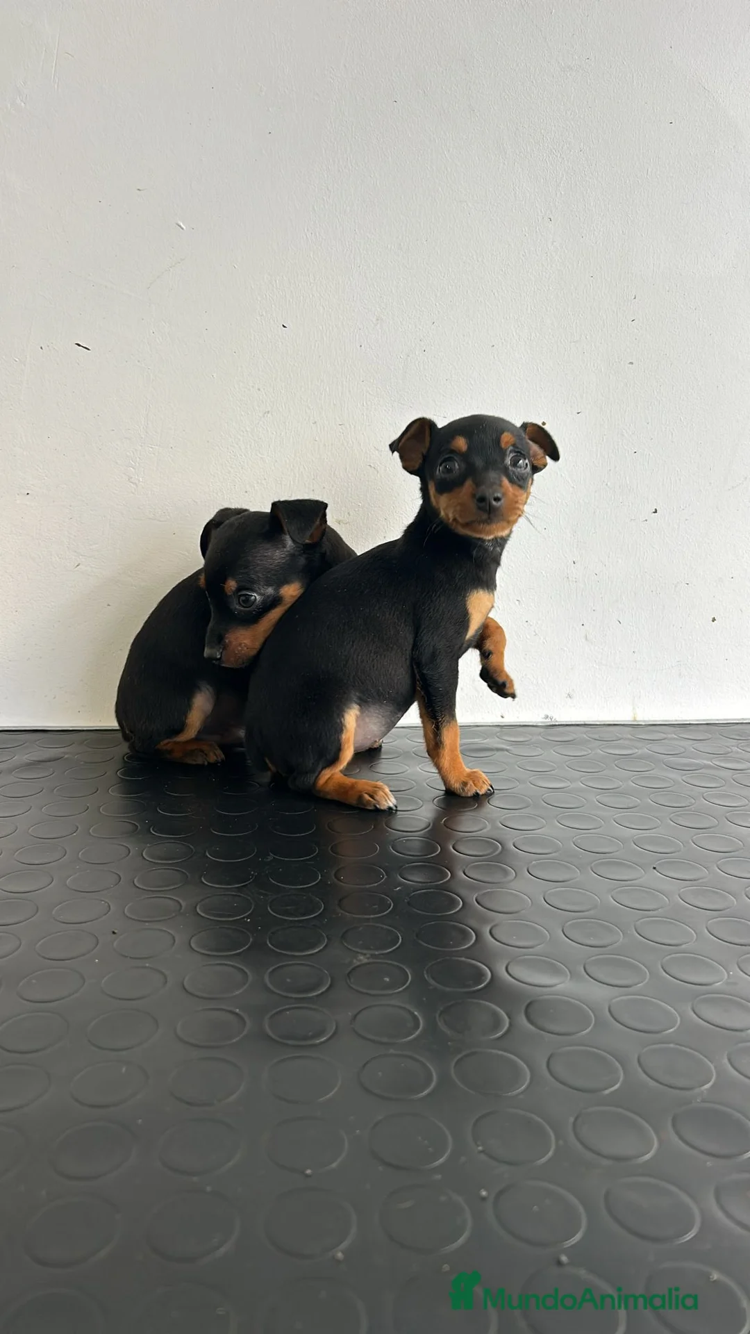 Pinscher Miniatura perros en venta: Mini pinscher  - Anuncio 1