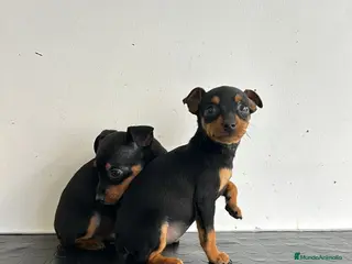 Pinscher Miniatura perros Mini pinscher - Anuncio 2