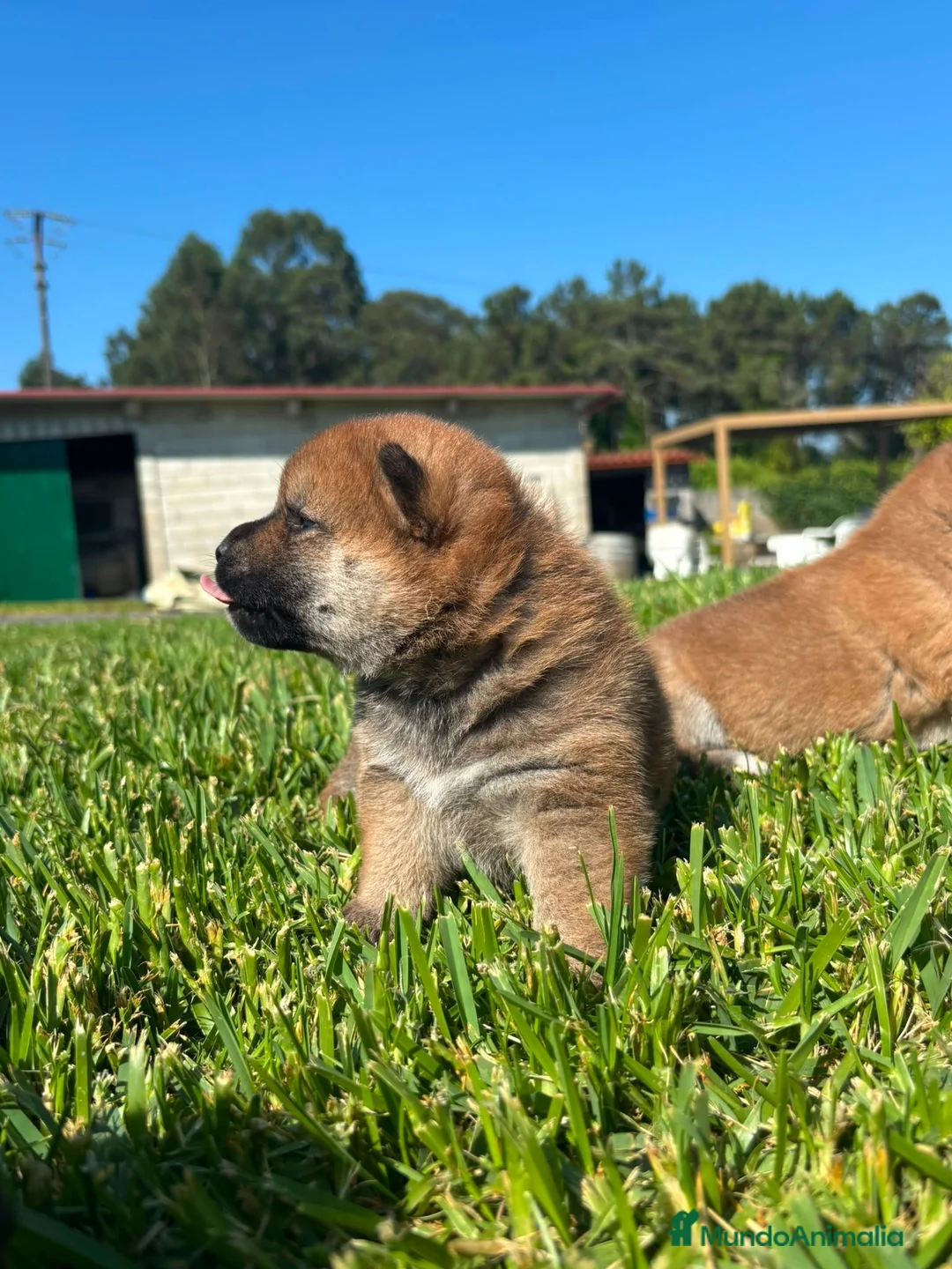 Shiba Inu perros en venta: SHIBA INU PONTEVEDRA - Anuncio 1