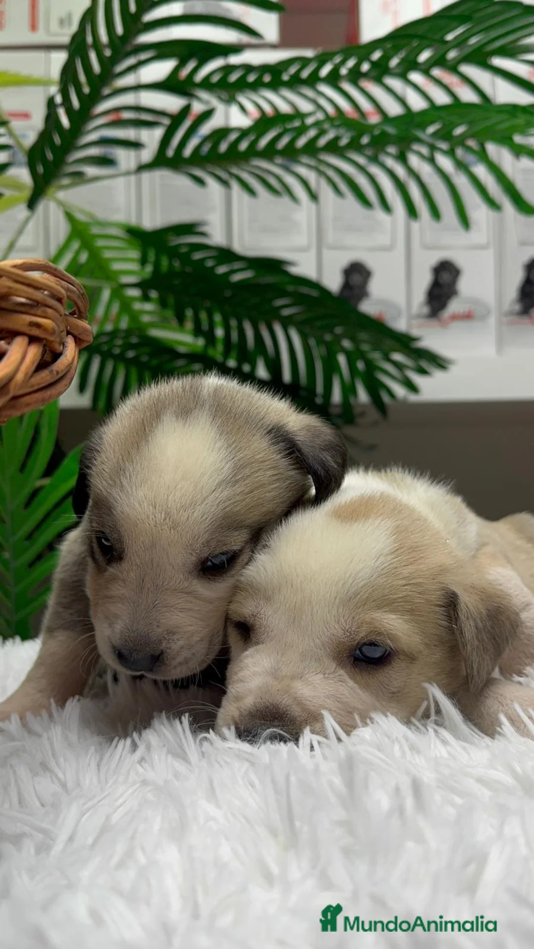 Mastín Español perros en venta: MASTIN ESPAÑOL - Anuncio 11