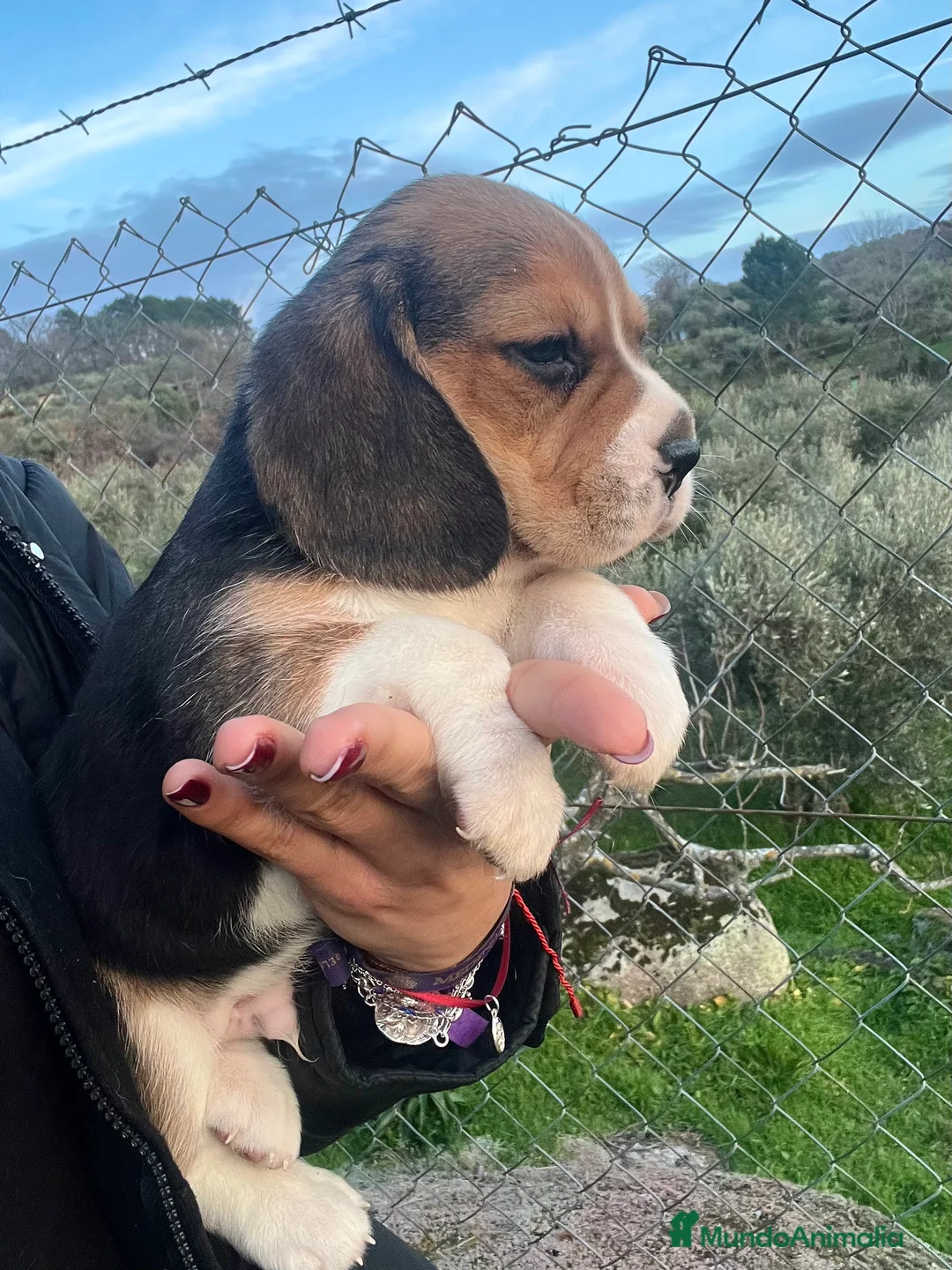 Beagle perros en venta: Beagle cachorros  - Anuncio 3