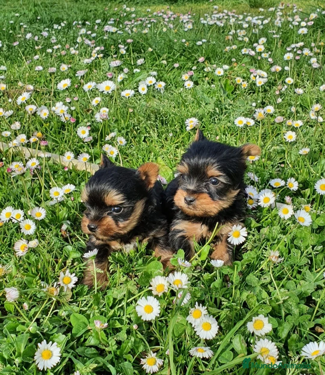 Yorkshire Terrier perros en venta: Yorkshires  - Anuncio 12