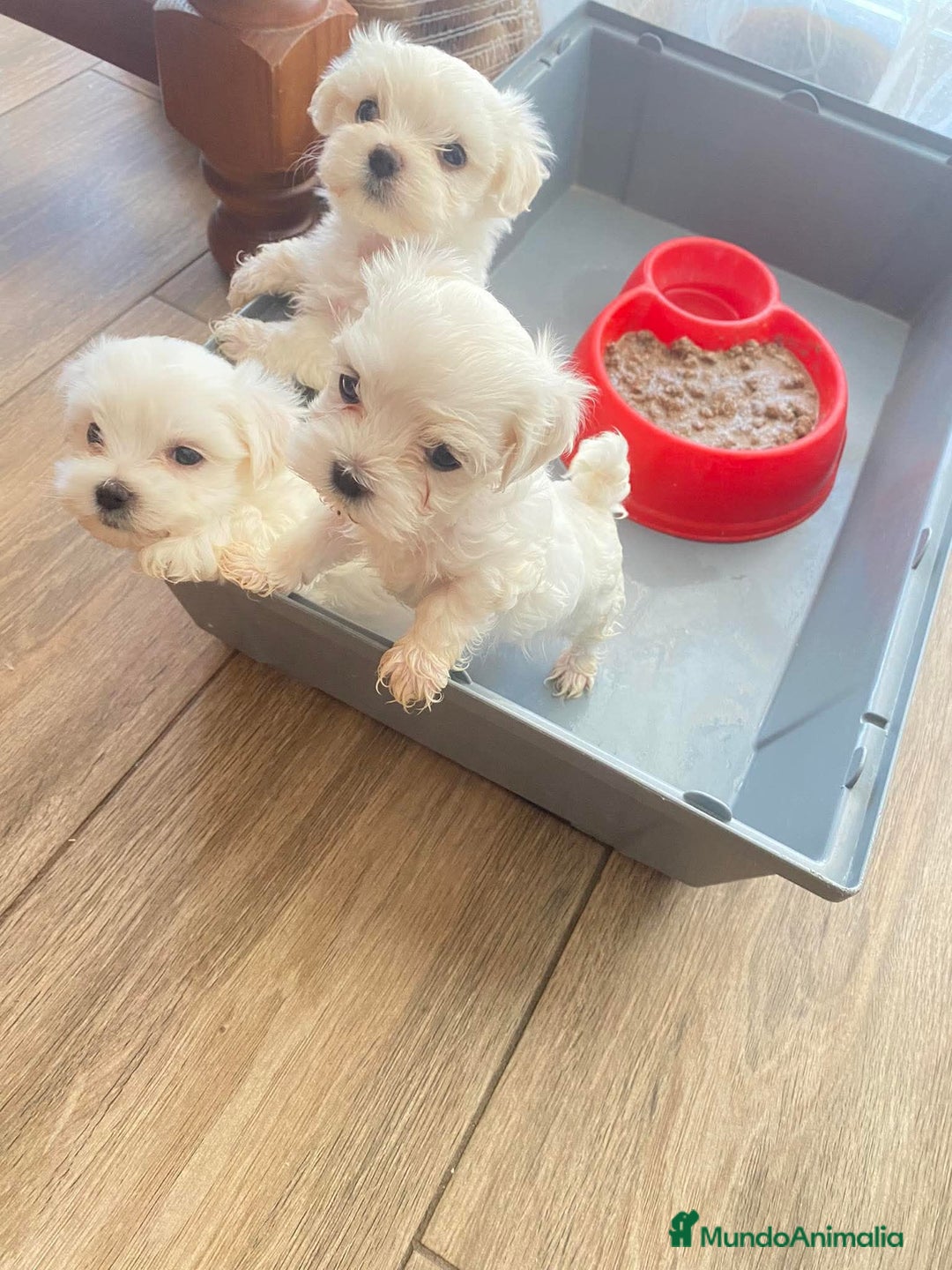 Bichón Maltés perros en venta: Bichón maltes - Anuncio 1