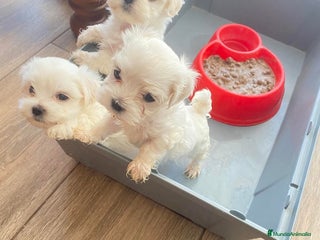 Bichón Maltés perros Bichón maltes - Anuncio 1