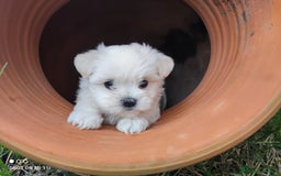 Bichón Maltés perros en venta: EJEMPLARES DE BICHÓN MALTÉS SE PUEDEN VENIR A VER  - Anuncio 1