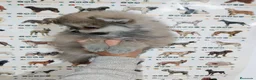 Pomerania perros en venta: Pomerania de Lulú - Anuncio 2