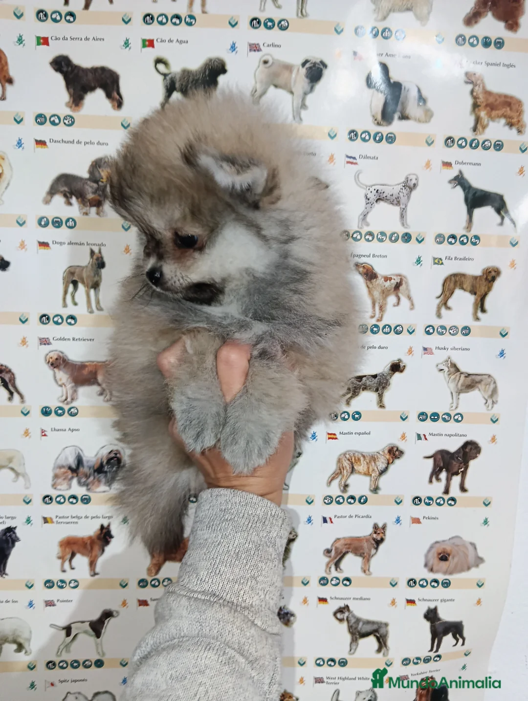 Pomerania perros en venta: Pomerania de Lulú - Anuncio 2